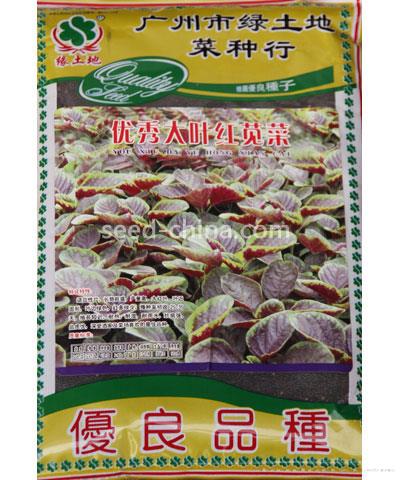 优秀大叶红苋菜