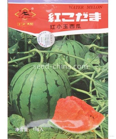 红小玉西瓜