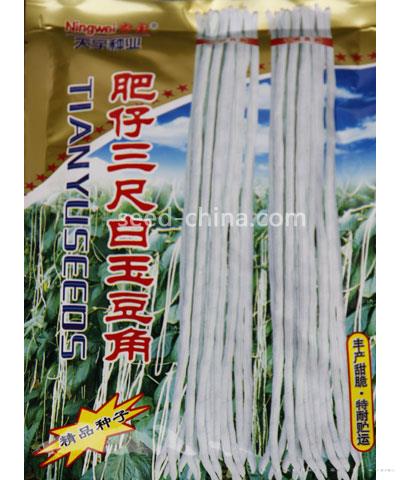 肥仔三尺白玉豆角