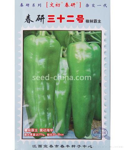 春研三十二号