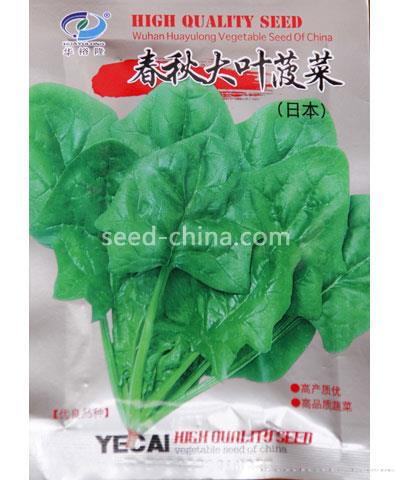 春秋大叶菠菜