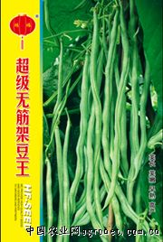 供应超级无筋架豆王-架豆种子