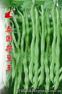 供应泰国架豆王-菜豆种子