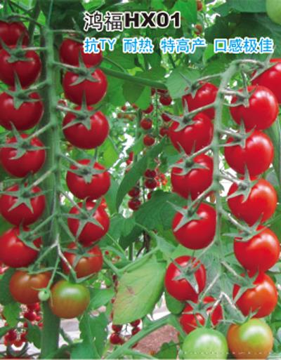 供应鸿福HX01—番茄种子