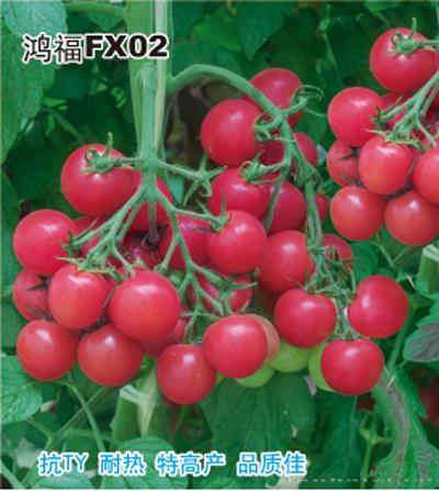 供应鸿福FX02—番茄种子