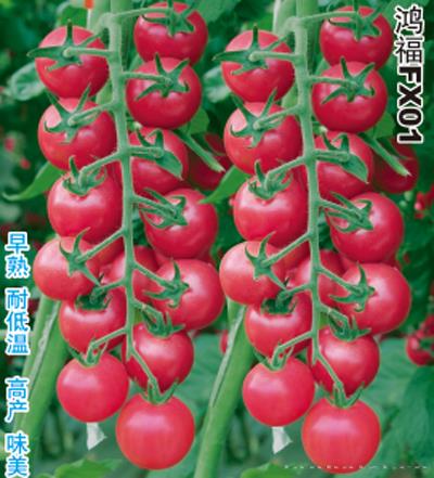 供应鸿福FX01—番茄种子