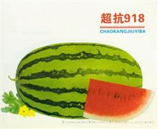 超抗918