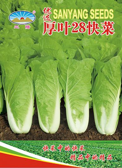 厚叶28快菜