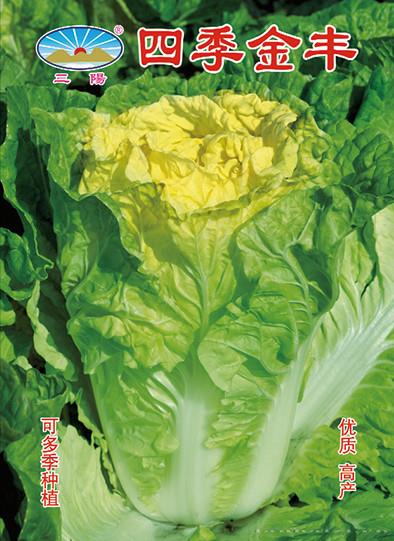 四季金丰