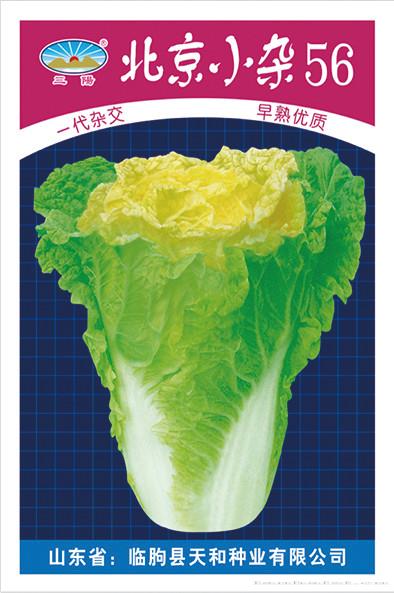 北京 小杂56