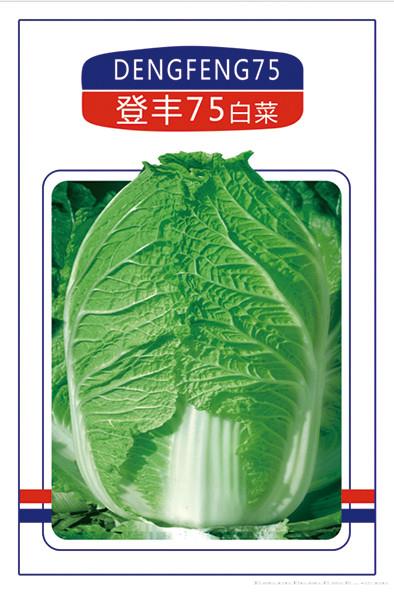 登丰75白菜