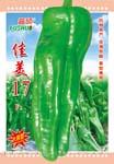 佳美17