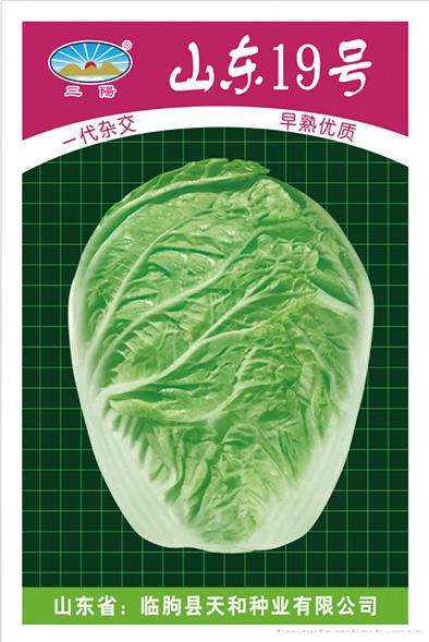 山东19号