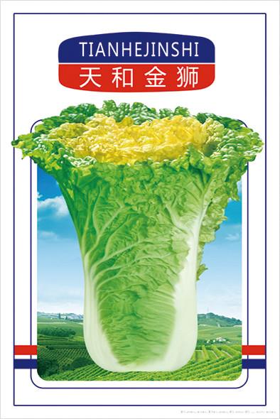 天和金狮