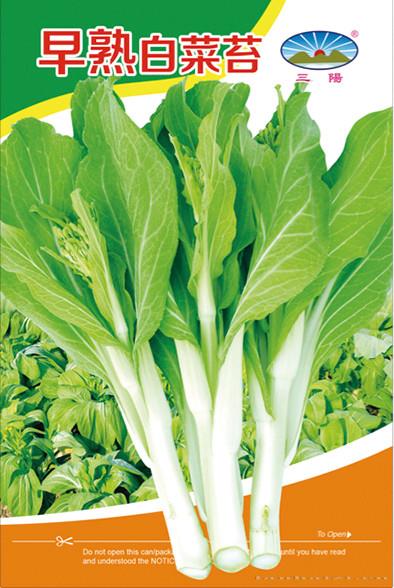 早熟白菜苔