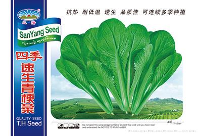 速生青梗菜