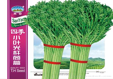 四季小叶光杆茼蒿