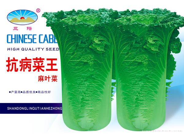 抗病菜王