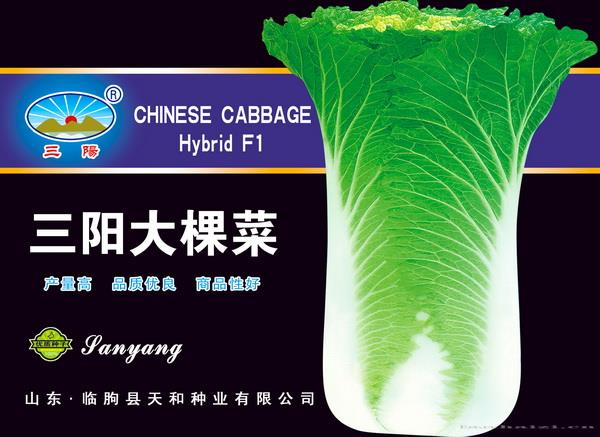 三阳大棵菜