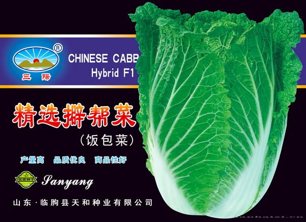 三阳大棵菜