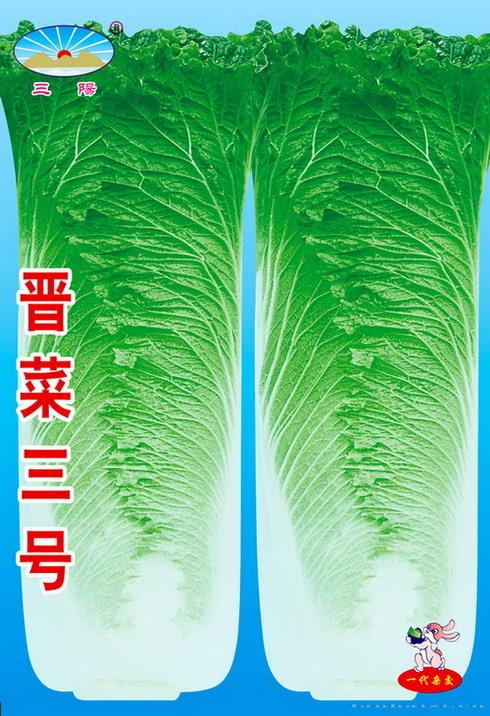 晋菜三号