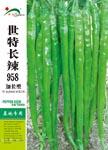 958加长型 ——线椒类