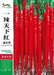 一辣天下红 ——线椒类
