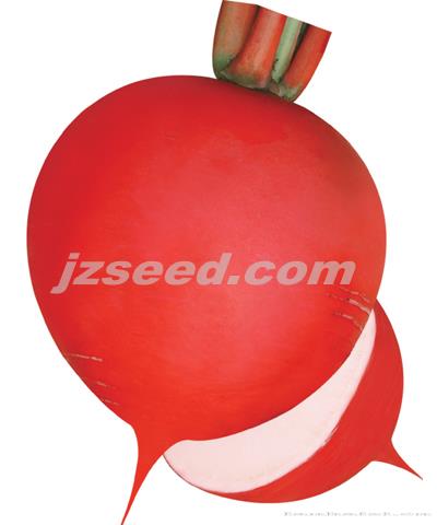 楚园红宝