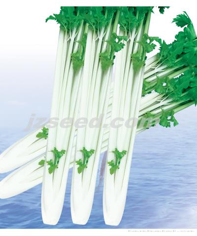 楚农白芹