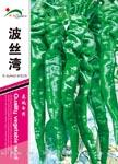 波丝湾——螺丝椒类