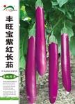 丰旺宝紫红长茄——茄果类