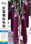 巨富紫红长茄——茄果类