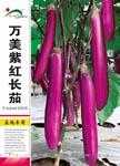 万美紫红长茄——茄果类