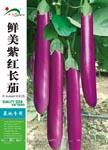 鲜美紫红长茄——茄果类