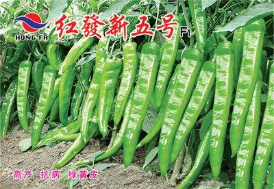 红發新五号