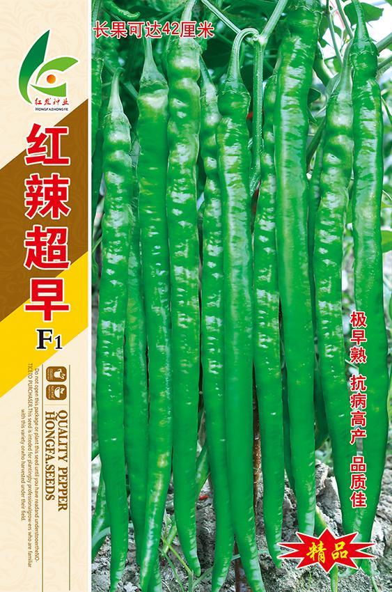 红辣超早