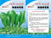 快速鸡毛菜——青梗菜