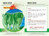 精品鸡毛菜——青梗菜
