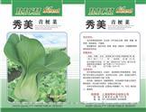 秀美——青梗菜