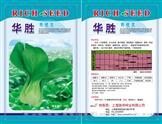 华胜青梗菜——青梗菜