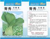青秀青梗菜——青梗菜