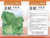 王妃青梗菜——青梗菜