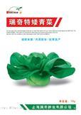 瑞奇矮脚青菜——青梗菜