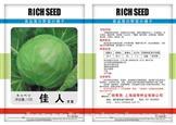 佳人甘蓝——甘蓝