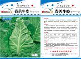 春美牛心——甘蓝