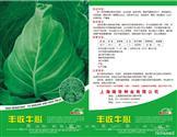 丰收牛心——甘蓝