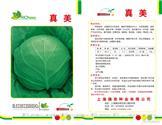 真美甘蓝——甘蓝