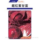 超红紫甘蓝——甘蓝