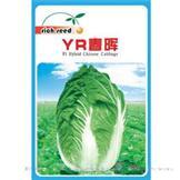 YR春晖——白菜