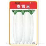 春雪玉——萝卜